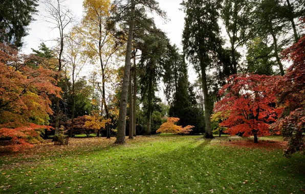 Осень, трава, листья, деревья, парк, Великобритания, Westonbirt Arboretum