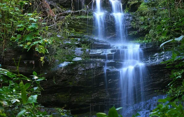 Rock, Waterfall, Forest