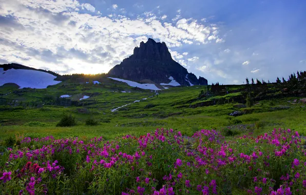 Картинка небо, трава, снег, деревья, цветы, гора, сша, glacier national park