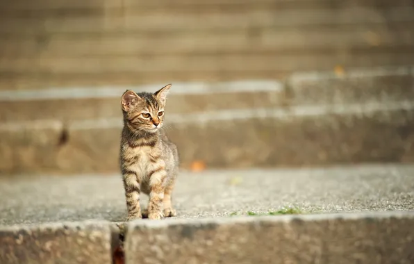Картинка кот, котенок, улица, мордочка, лестница, ступени