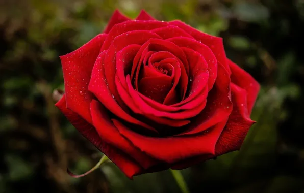 Картинка цветок, макро, красный, роза, лепестки, бутон, (с) Natasa Opacic