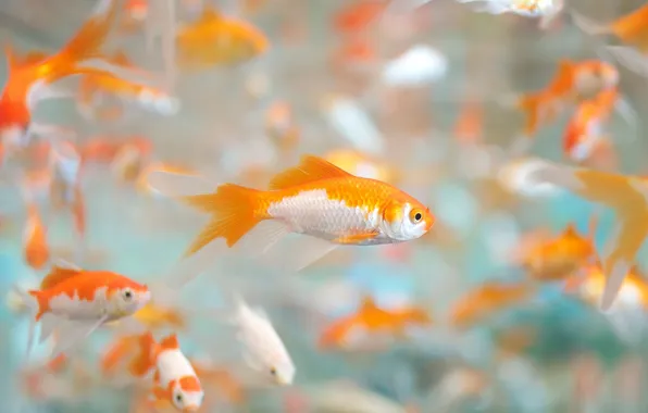 Белый, вода, рыбки, оранжевый, окрас