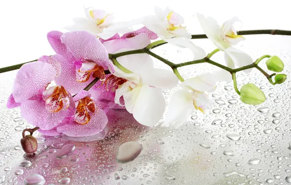 Картинка стекло, вода, цветы, капельки, орхидея