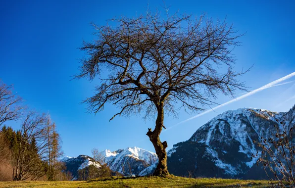 Картинка небо, горы, дерево
