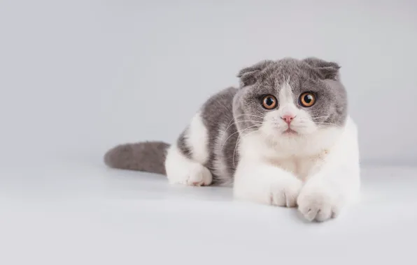Кошка, кот, взгляд, поза, котенок, лапы, вислоухий, мордочка