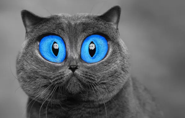 Картинка кошка, глаза, фотошоп, серая