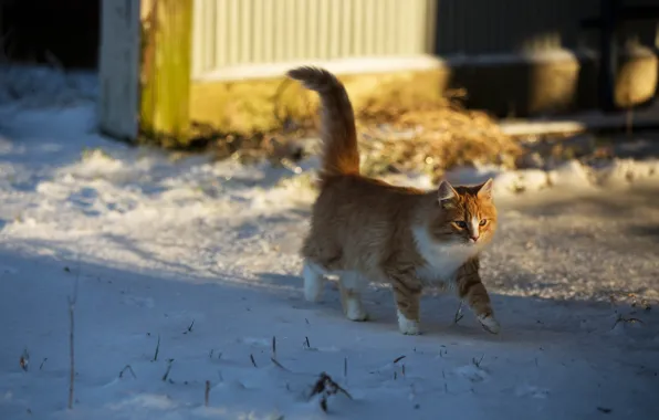 Картинка зима, кошка, взгляд, свет, снег, поза, котенок, фон