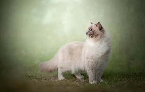 Кошка, трава, кот, взгляд, природа, туман, фон, поляна