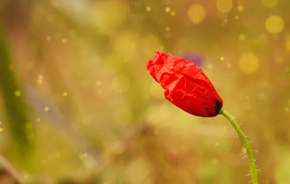 Red, bokeh, poppy