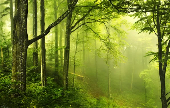Картинка зелень, лес, природа, дымка