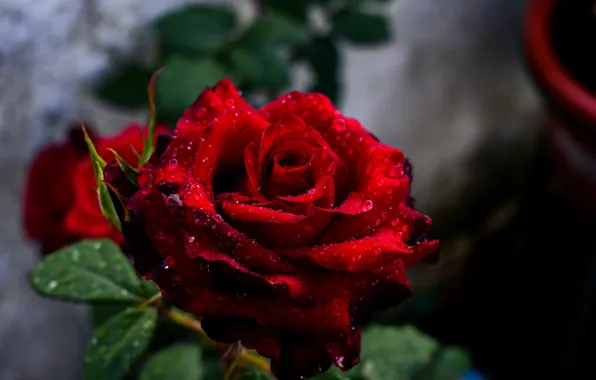Цветок, капли, красный, роса, Роза