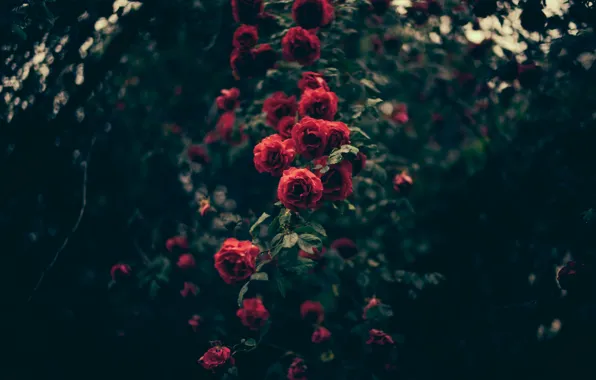 Цветы, розы, лепестки, красные