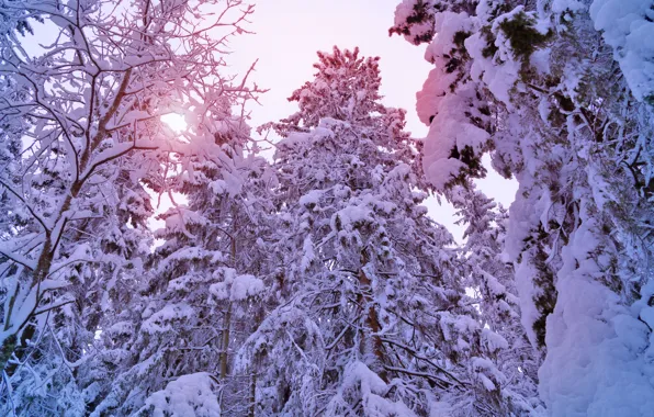 Картинка зима, лес, солнце, свет, снег, деревья, елки, ели