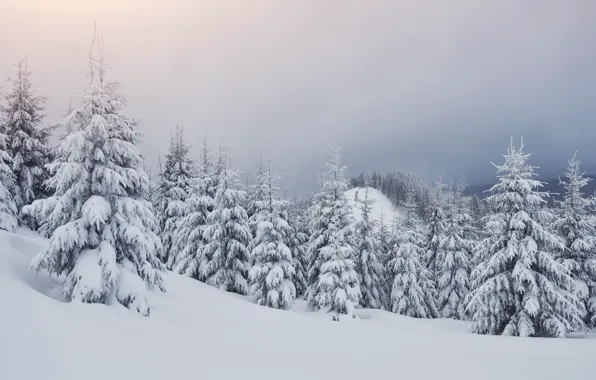 Зима, снег, деревья, пейзаж, елки, landscape, winter, snow