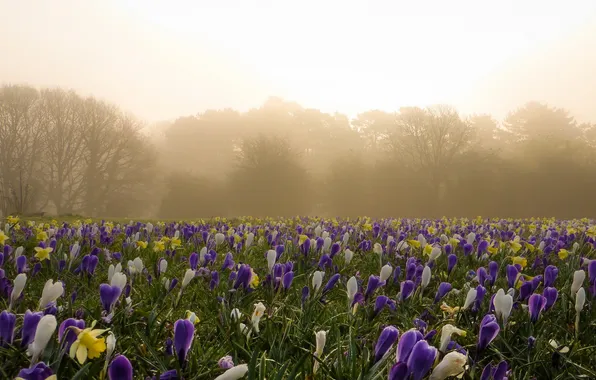 Картинка цветы, природа, туман, утро