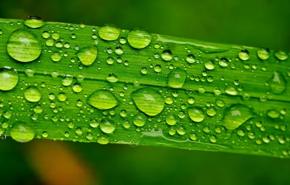 Green, drops, leaf