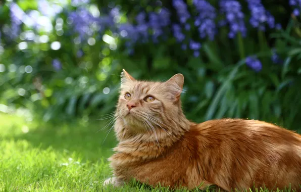 Картинка кошка, трава, кот, цветы, пушистый, сад, рыжий