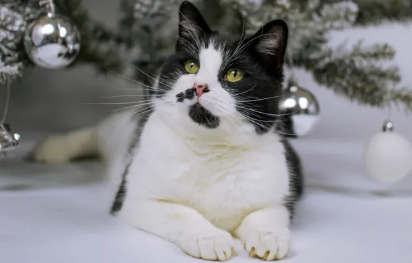 Кошка, кот, взгляд, шарики, поза, праздник, черно-белый, игрушки
