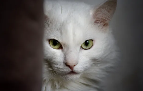 Коты, белые, ангорка, задумчивый кот