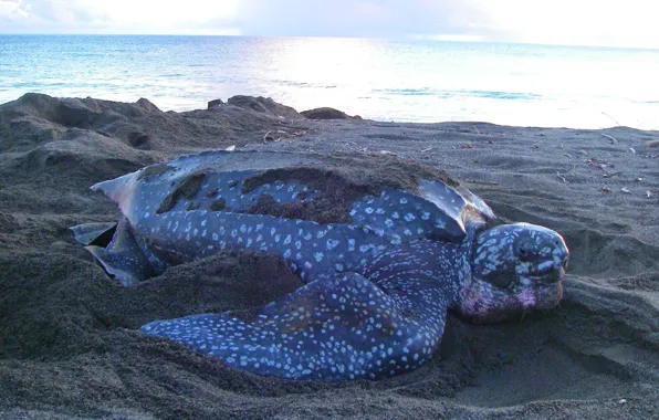 Картинка sea, animal, wildlife, Leatherback sea turtle
