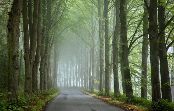Картинка дорога, деревья, туман, road, trees, fog, Radoslaw Dranikowsk