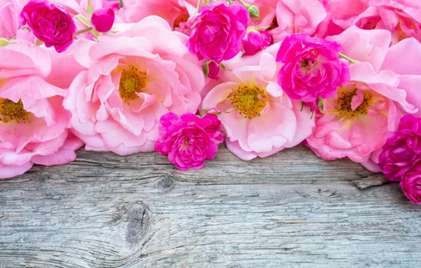 Яркие, розы, colorful, розовые, roses