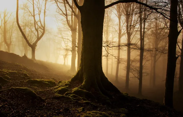 Картинка лес, свет, пейзаж, природа, туман, утро