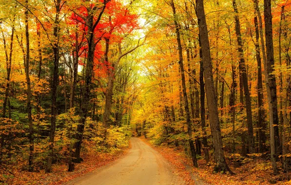 Дорога, осень, лес, деревья, пейзаж