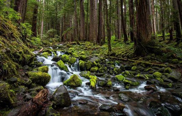 Лес, деревья, ручей, камни, мох, Washington, штат Вашингтон, Olympic National Park