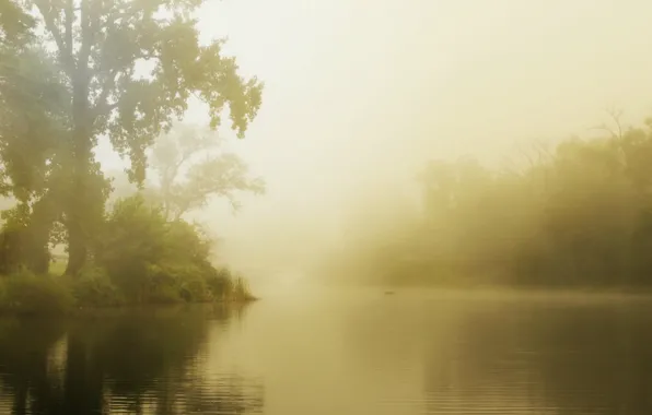 Картинка лес, лето, туман, озеро, утро