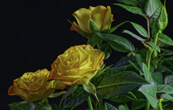 Картинка фон, розы, black, background, roses