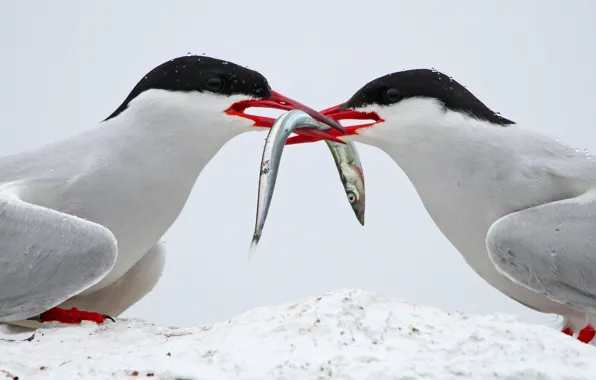Птицы, природа, рыба, Arctic Terns