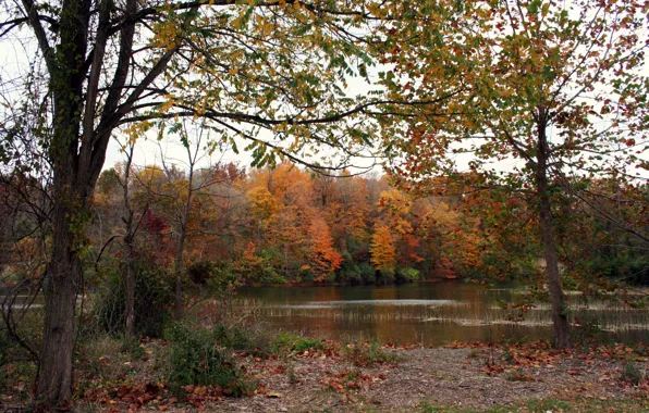 Картинка осень, лес, озеро, листва, forest, Autumn, lake, leaves