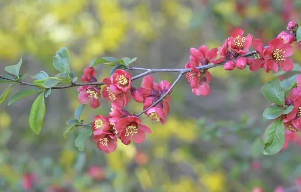 Цветы, ветка, розовые, айва