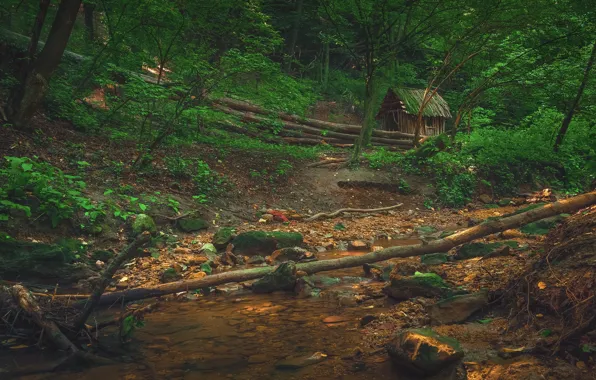 Зелень, лес, деревья, ветки, ручей, камни, берег, листва