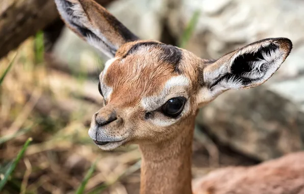Animal, mammal, gazelle