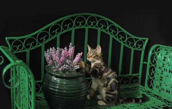 Картинка кошка, кот, лавочка, киса, ваза с цветами, коте