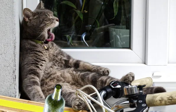 Картинка кот, велосипед, бутылка, ситуация, котэ
