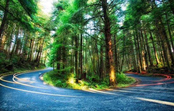 Картинка дорога, лес, деревья, сша, орегон