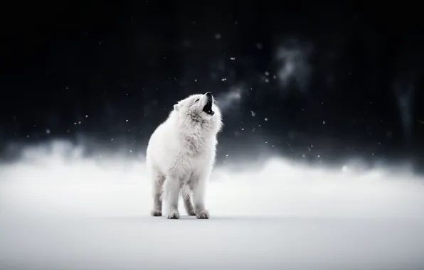 Winter, snow, dogs, pets, Samoyed, white dog, cute animals