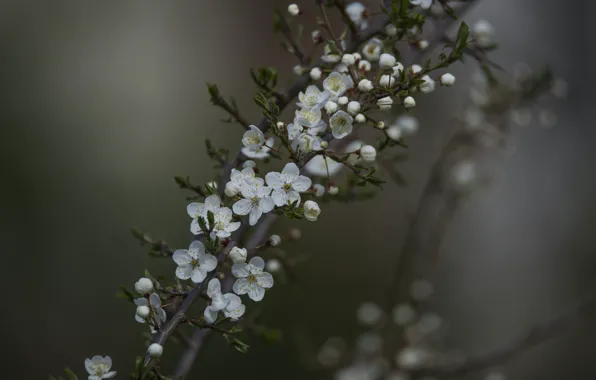 Природа, вишня, фон, весна, сады цветут