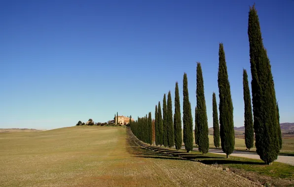 Дорога, поле, деревья, природа