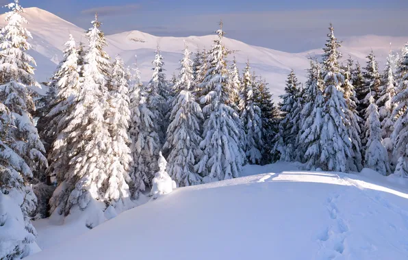 Зима, лес, снег, горы, следы, сугробы, ёлки