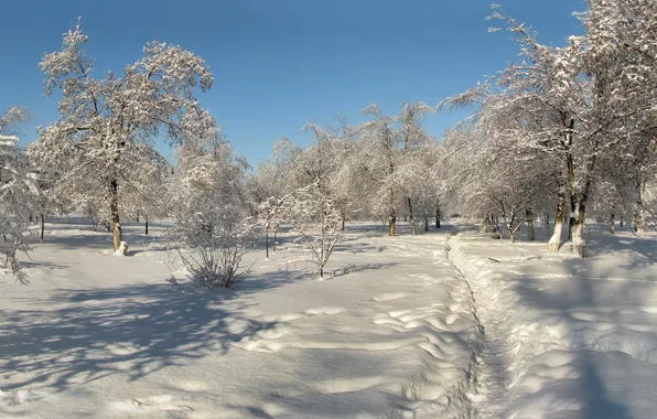 Картинка зима, снег, деревья, пейзаж