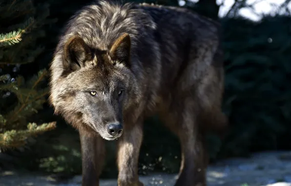 Animal themes, animals in the wild, one animal, animal wildlife, brown wolf