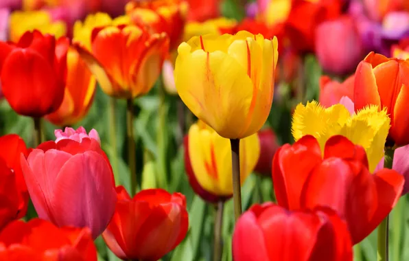 Картинка поле, листья, цветы, желтый, красный, яркие, позитив, весна