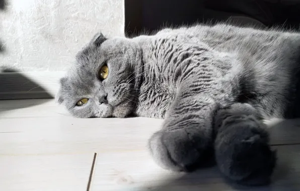 Grey, eyes, sun, gray, laying, scottish fold
