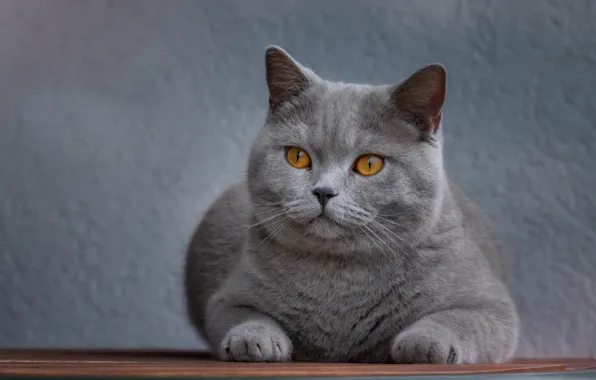 Кошка, кот, взгляд, морда, фон, портрет, лежит, серая