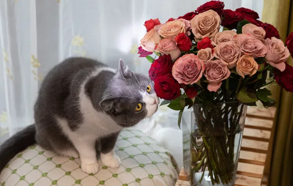 Кошка, кот, взгляд, свет, цветы, поза, розы, букет