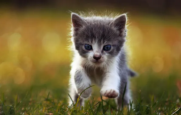 Кошка, трава, взгляд, поза, котенок, поляна, бег, мордашка